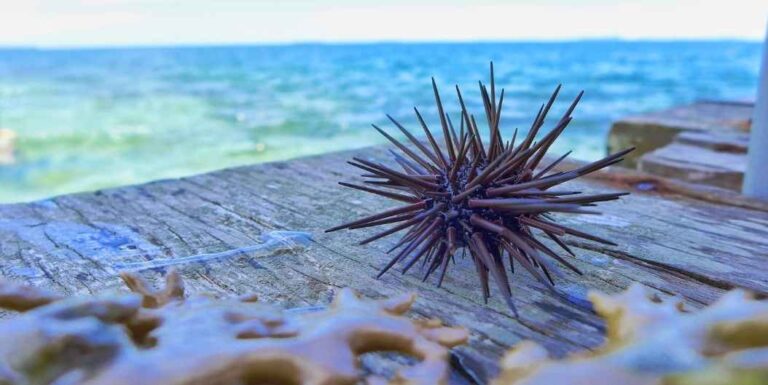 Deniz Kestanesi Batması