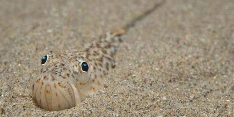 Trakonya Balığı Sokması